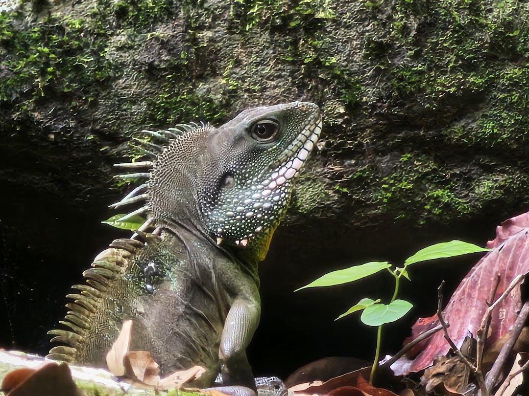 Cover Image for Exploring Green Water Dragons in their natural habitat: Insights & Beautiful Photos
