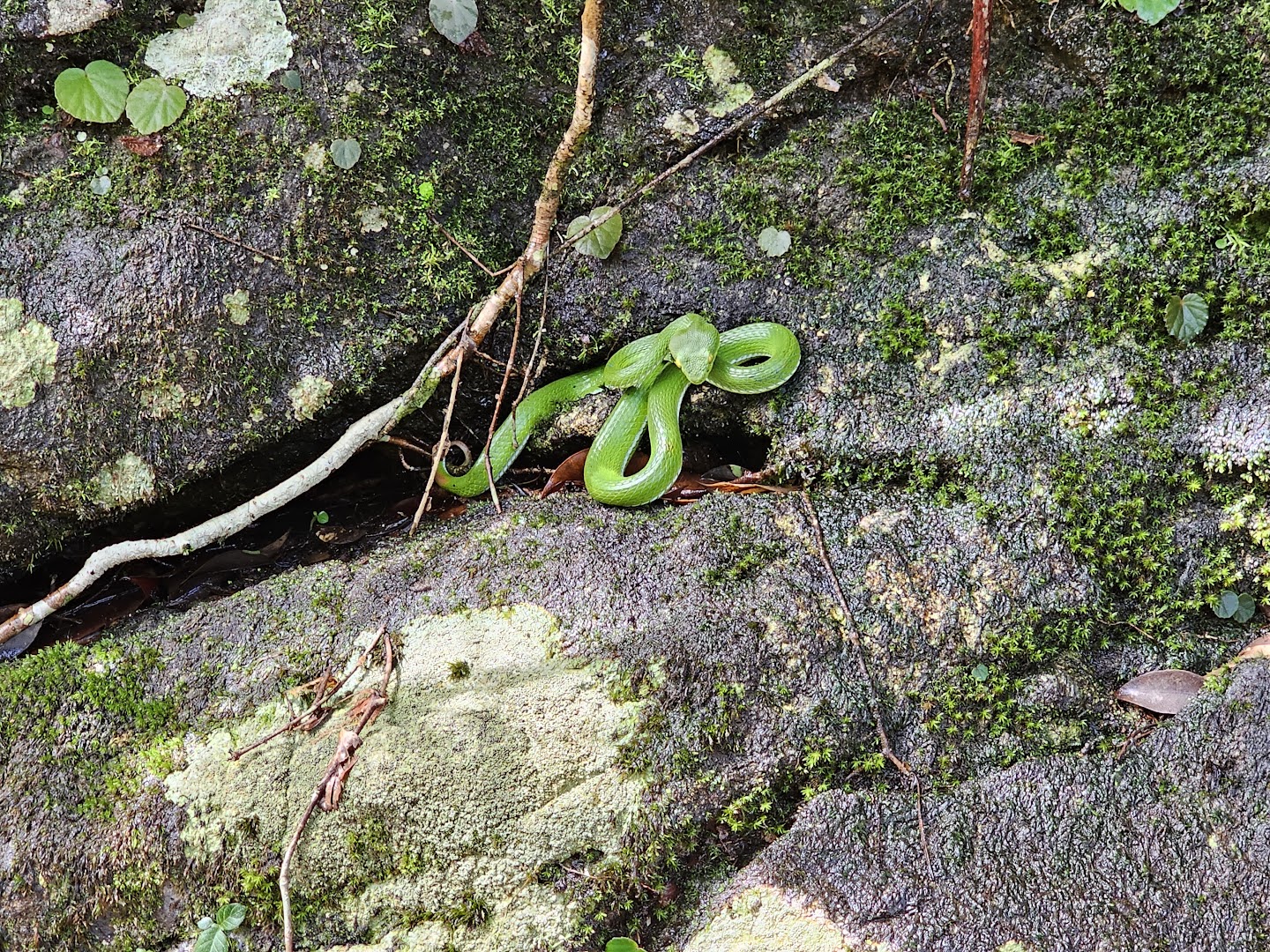 A Cardamom Mountains Green Pitviper found in Water Dragon habitat