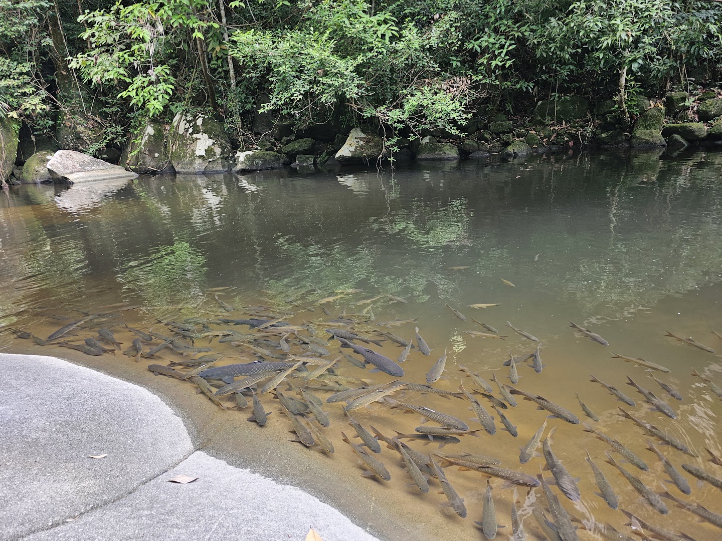 Golden Mahseer Barbs