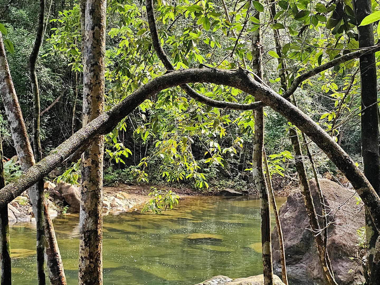 A hidden Water Dragon