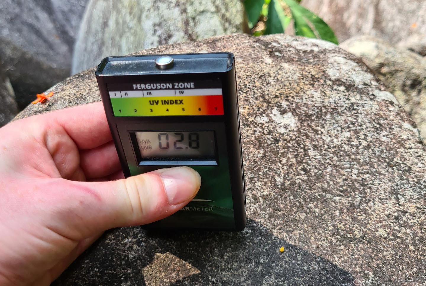 Measuring the UVI at a basking spot just deserted by an adult Green Water Dragon