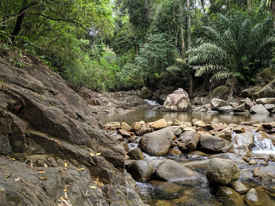 Physignathus Cocincinus typical habitat