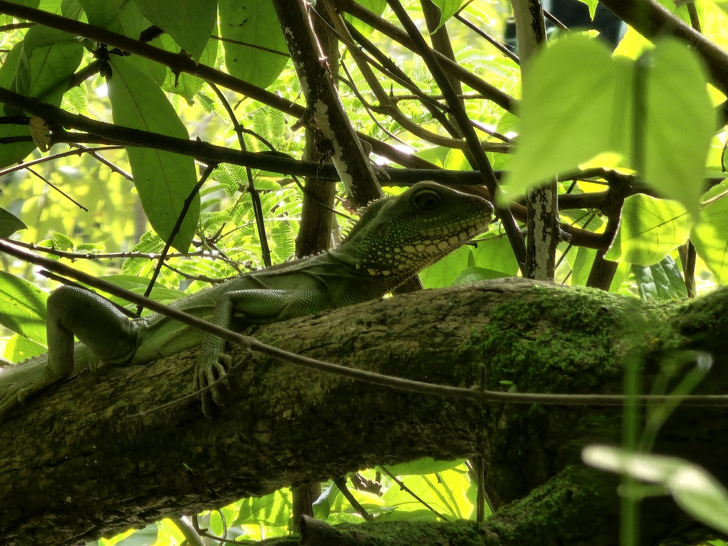 A female Green Water Dragon expertly camouflaged among green foliage