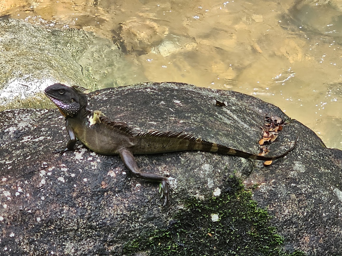 A male dragon perched on a large boulder over streaming, clear water