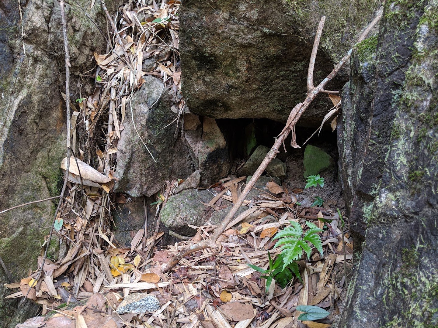 A Water Dragon hideaway