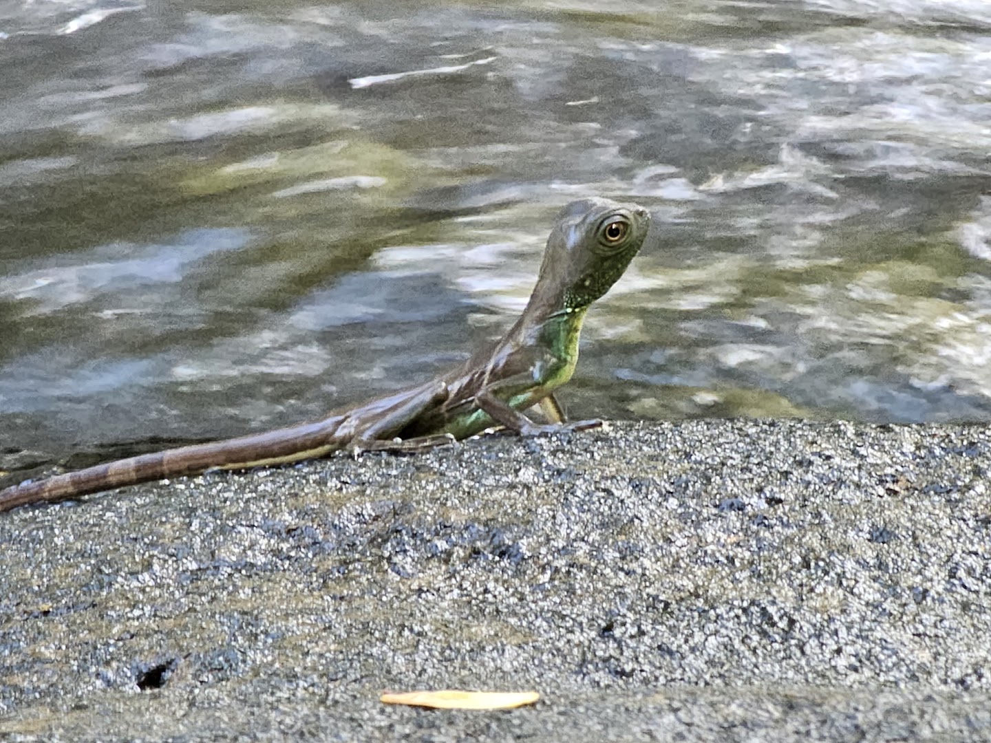 A Water Dragon juvenile in the wet season