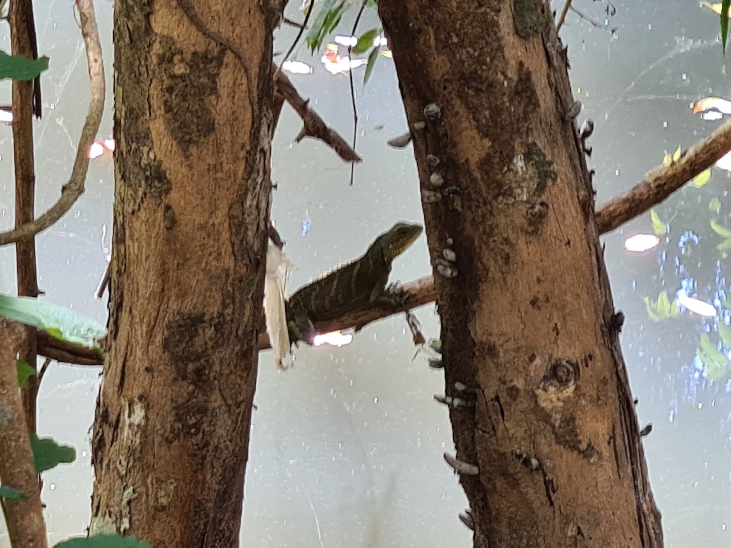 A female dragon in a tree above streaming, murky water