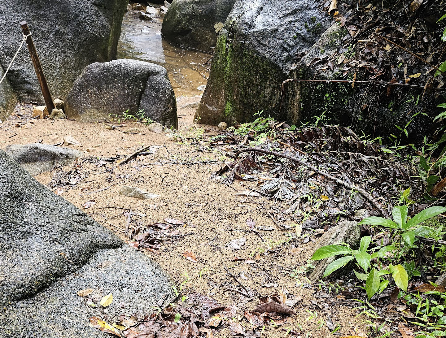 A Water Dragon nesting ground