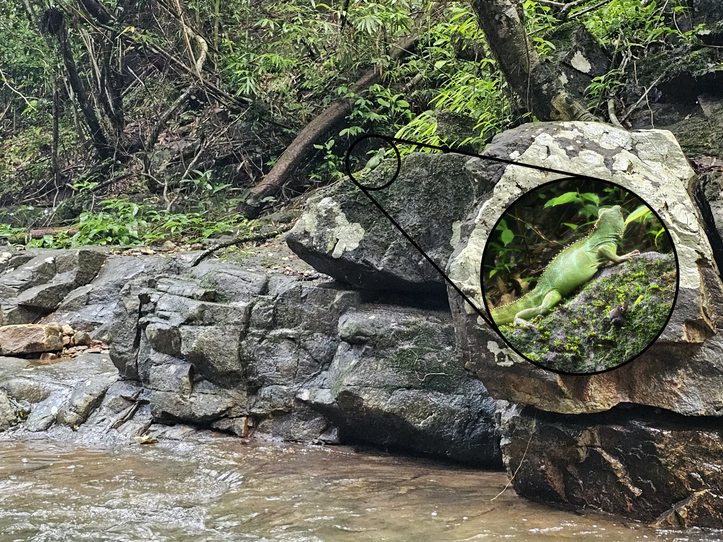 A Water Dragon on a rainy day